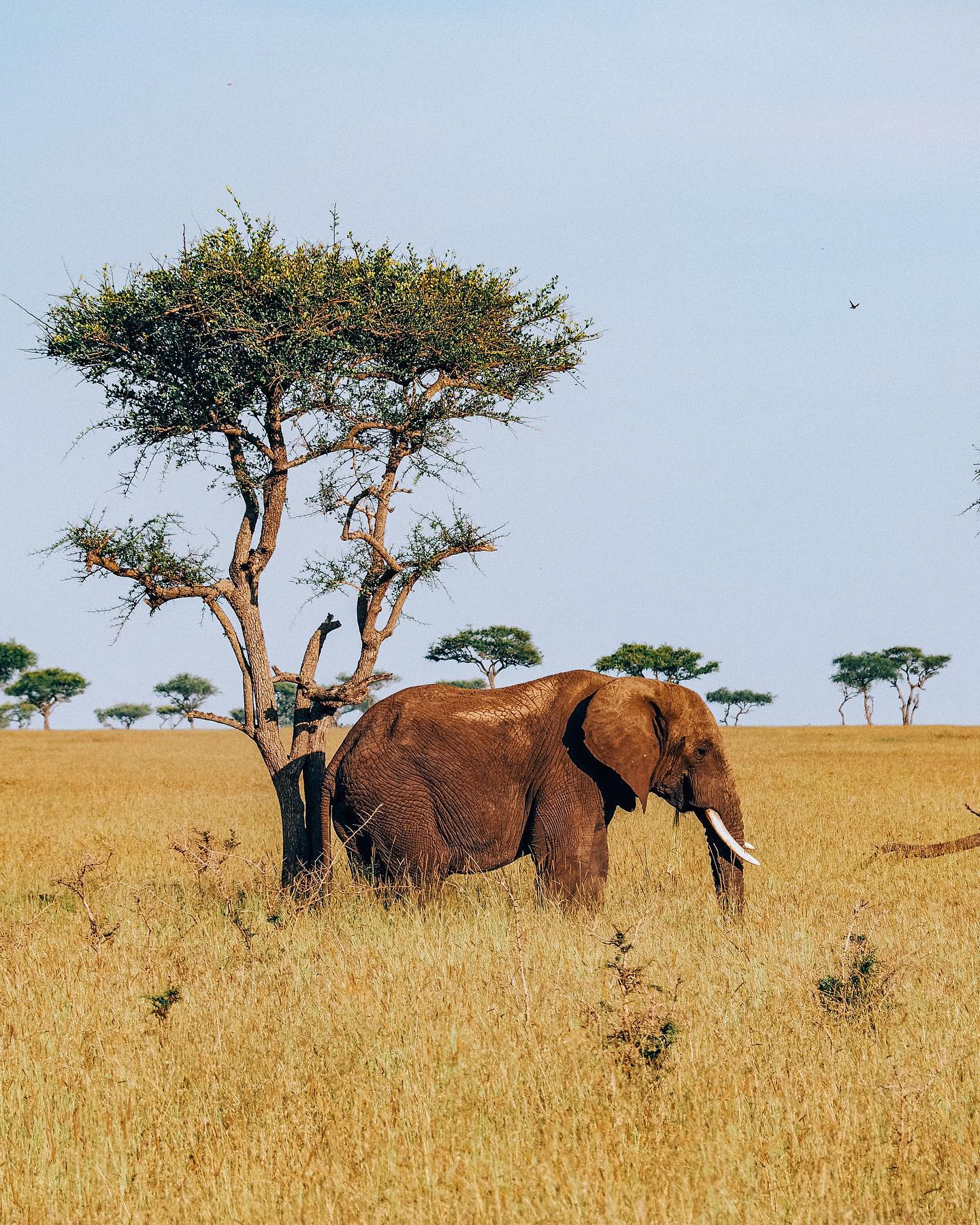 4 Days Serengeti Balloon Safari